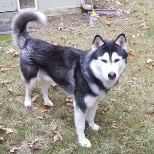 Meet your Posher, Gregory